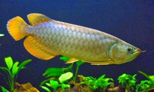 Hasil gambar untuk Ikan Arwana Irian
